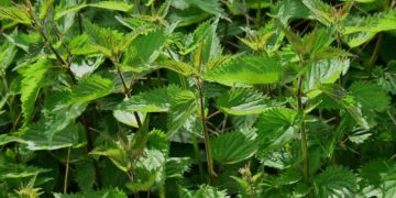 Frühlingskräuterwanderung am kleinen Küchensee
