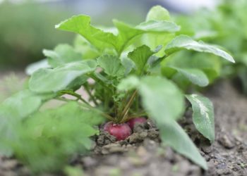 Demokratie-Café des Seniorenbeirates diskutiert zum ökologischen Landbau