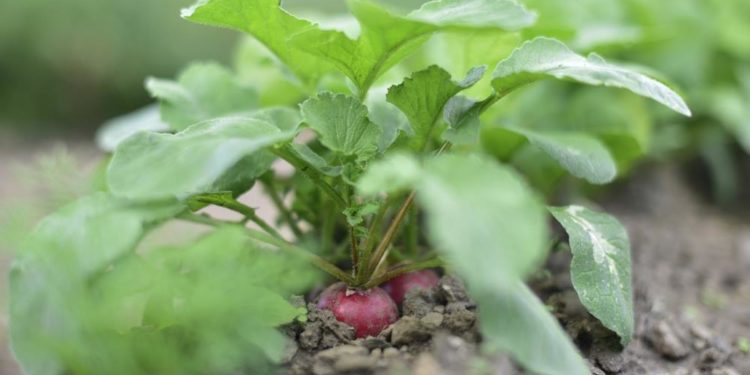 Demokratie-Café des Seniorenbeirates diskutiert zum ökologischen Landbau