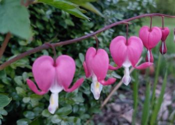 Muttertagsgruß  „Foto der Woche“