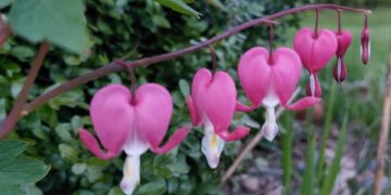 Muttertagsgruß  „Foto der Woche“