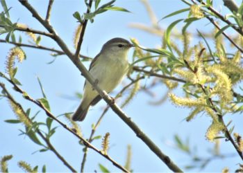 Vogelkundliche Wanderung am Kanal