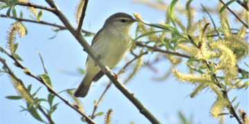 Vogelkundliche Wanderung am Kanal