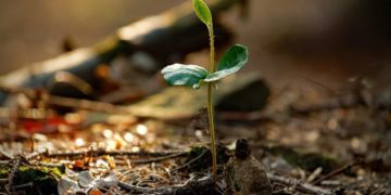 Vogelstimmen, Moore und Baumbegegnung: Naturparktouren im Frühling