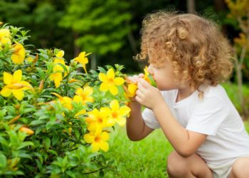 Vergiftungen im heimischen Garten