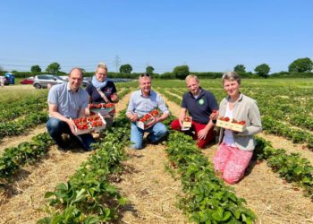 Süße Früchtchen zum Selbstpflücken im Herzogtum Lauenburg