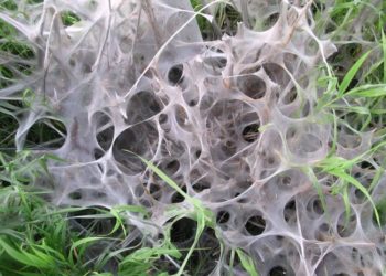 Es ist nicht immer der Eichenprozessionsspinner