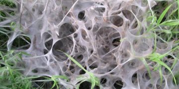 Es ist nicht immer der Eichenprozessionsspinner