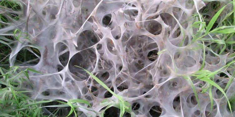 Es ist nicht immer der Eichenprozessionsspinner