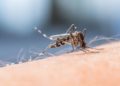 Jetzt lauern die Plagegeister überall – Warnung vor den Folgen von Insektenstichen