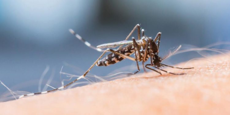 Jetzt lauern die Plagegeister überall – Warnung vor den Folgen von Insektenstichen