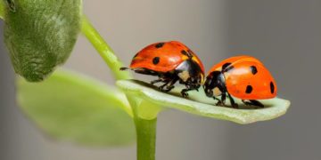 6. Insektensommer – die Zählung von Krabbeltier und Flattermann
