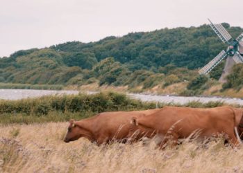 Filmclub-Festival: „Quo vadis, Angeln?“