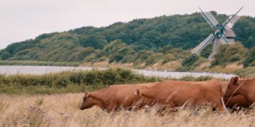 Filmclub-Festival: „Quo vadis, Angeln?“