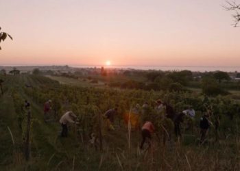 Filmclub Dokumentation: „Terroir – Eine genussvolle Reise in die Welt des Weins“