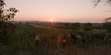 Filmclub Dokumentation: „Terroir – Eine genussvolle Reise in die Welt des Weins“