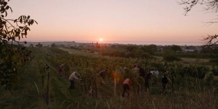 Filmclub Dokumentation: „Terroir – Eine genussvolle Reise in die Welt des Weins“