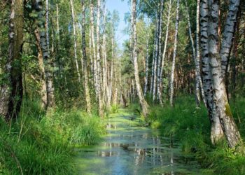 Moor muss nass sein! – Exkursion in das Roggendorfer Moor.