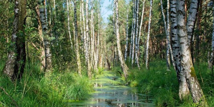 Moor muss nass sein! – Exkursion in das Roggendorfer Moor.