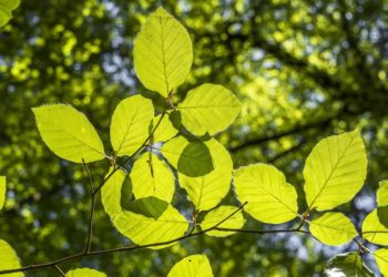 Walderlebnis, Sonnenwende und Hellbachtal: Naturparktouren im Juni