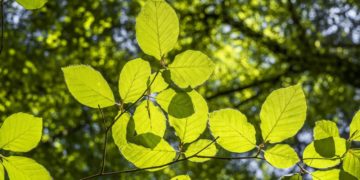 Walderlebnis, Sonnenwende und Hellbachtal: Naturparktouren im Juni