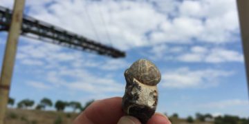 Spannende Ausflüge in die Erdgeschichte – wenn Steine sprechen