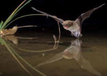 Fledermäuse und Wassermonsterchen