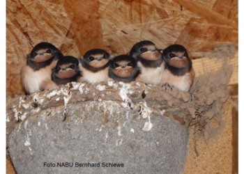 Straftatbestand – Entfernen von Schwalbennestern  