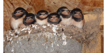 Straftatbestand – Entfernen von Schwalbennestern  