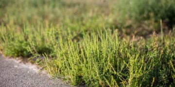 Hochallergene Ambrosia-Pflanze breitet sich aus