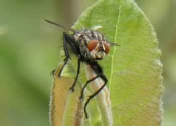 6. Insektensommer in Mölln