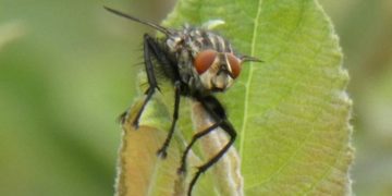 6. Insektensommer in Mölln