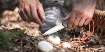 Warnung vor Pilzvergiftungen