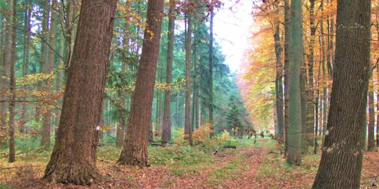 Plattdeutscher Themen-Spaziergang durch den Ritzerauer Wald