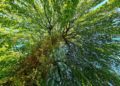 Naturpädagogik konkret – Methoden und Spiele der Naturerlebnispädagogik