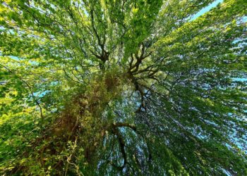 Naturpädagogik konkret – Methoden und Spiele der Naturerlebnispädagogik