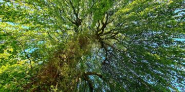 Naturpädagogik konkret – Methoden und Spiele der Naturerlebnispädagogik