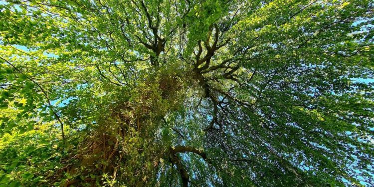 Naturpädagogik konkret – Methoden und Spiele der Naturerlebnispädagogik
