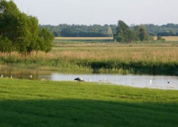 Geführte Wanderung im Duvenseer Moor