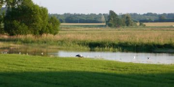 Geführte Wanderung im Duvenseer Moor