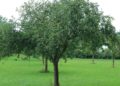 Obstbäume der Gemeinde: Obst Pflücken erlaubt
