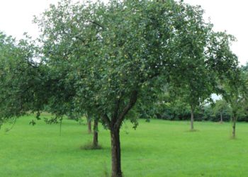 Obstbäume der Gemeinde: Obst Pflücken erlaubt
