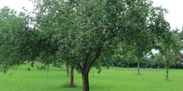 Obstbäume der Gemeinde: Obst Pflücken erlaubt