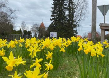 „Büchen macht grün“: Vorschläge für Frühblüher-Standorte gesucht