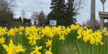 „Büchen macht grün“: Vorschläge für Frühblüher-Standorte gesucht
