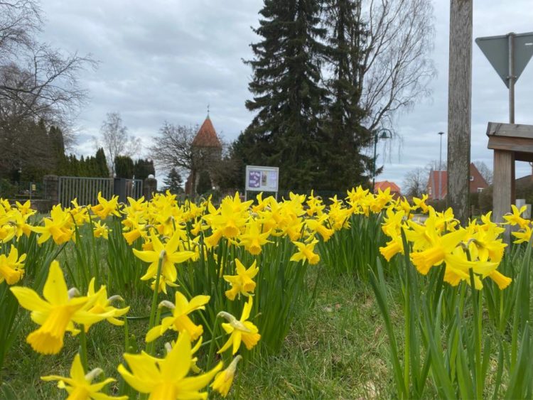 „Büchen macht grün“: Vorschläge für Frühblüher-Standorte gesucht