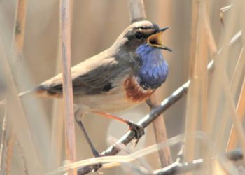 Vielfalt der Lauenburgischen Natur