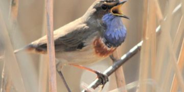 Vielfalt der Lauenburgischen Natur