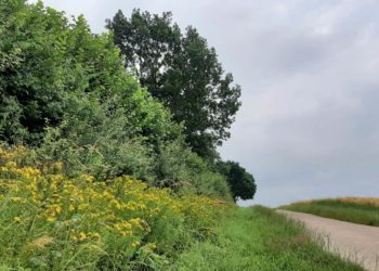 Führung zu Thema Knicklandschaft: „Kannste knicken!“