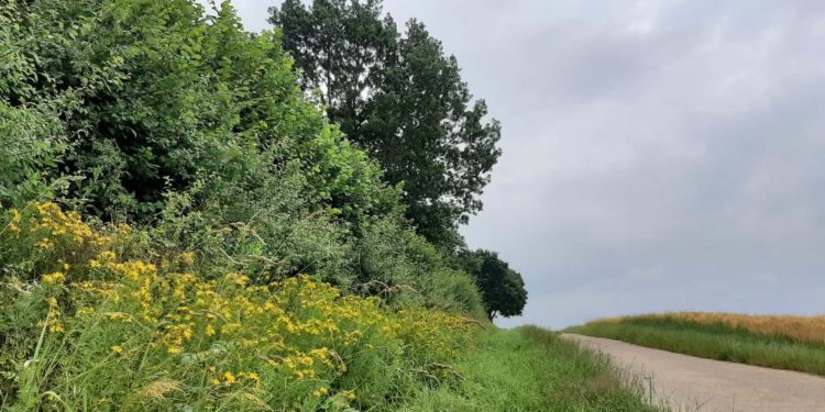 Führung zu Thema Knicklandschaft: „Kannste knicken!“